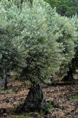 VIGNETO AGRITURISTICO PLANETA a Sambuca di Sicilia. Fotografie di Giulio Azzarello &copy;2014.