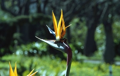 ORTO BOTANICO di Palermo. Fotografie di Giulio Azzarello ©2021.