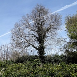 PIANTE. Fotografie di Giulio Azzarello &copy;2022.