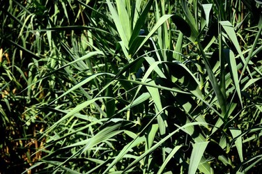 HABITAT NATURA in campagna. Fotografie di Giulio Azzarello ©2015 2016. HABITAT NATURA in campagna. Fotografie di Giulio Azzarello ©2015 2016.