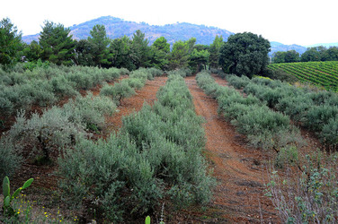 CAMPAGNA SICILIANA. Fotografie di Giulio Azzarello &copy;2016.