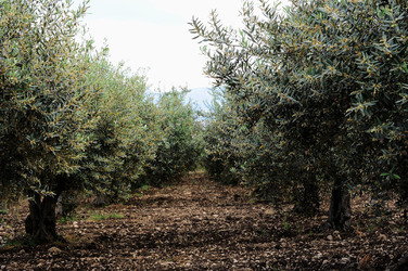 VIGNETO AGRITURISTICO PLANETA a Sambuca di Sicilia. Fotografie di Giulio Azzarello &copy;2014.