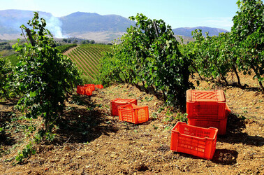 VENDEMMIA a S.Cristina Gela in Sicilia. Fotografie di Giulio Azzarello &copy;2016.