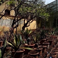 ORTO BOTANICO. Fotografie di Giulio Azzarello &copy;2024.