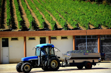 AZIENDA VITIVINICOLA in Sicilia. Fotografie di Giulio Azzarello ©2016. AZIENDA VITIVINICOLA in Sicilia. Fotografie di Giulio Azzarello ©2016.
