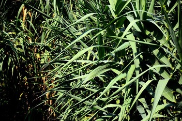 HABITAT NATURA in campagna. Fotografie di Giulio Azzarello ©2015 2016. HABITAT NATURA in campagna. Fotografie di Giulio Azzarello ©2015 2016.