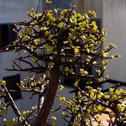 BONSAI. Fotografie di Giulio Azzarello &copy;2022.