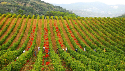 VENDEMMIA di AUTUNNO a S.Cristina Gela in Sicilia. Fotografie di Giulio Azzarello &copy;2016.