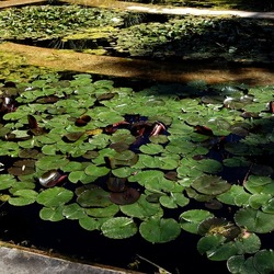 ORTO BOTANICO DI PALERMO. Fotografie di Giulio Azzarello ©2022. ORTO BOTANICO DI PALERMO. Fotografie di Giulio Azzarello ©2022.