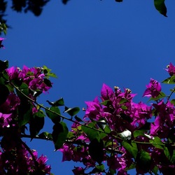 GIARDINO SICILIANO. Fotografie di Giulio Azzarello ©2022. GIARDINO SICILIANO. Fotografie di Giulio Azzarello ©2022.