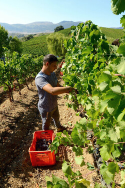 VENDEMMIA a S.Cristina Gela i coltivatori. Fotografie di Giulio Azzarello ©2016. VENDEMMIA a S.Cristina Gela i coltivatori. Fotografie di Giulio Azzarello ©2016.