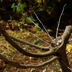 GIARDINO SICILIANO. Fotografie di Giulio Azzarello &copy;2024.