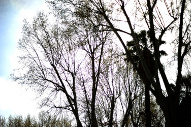 VILLA BONANNO a Palermo. Fotografie di Giulio Azzarello &copy;2016.