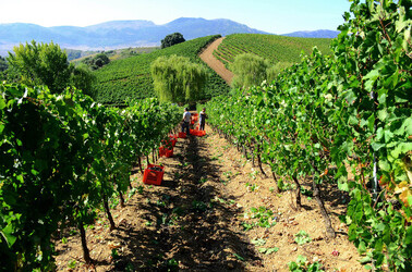 VENDEMMIA a S.Cristina Gela i coltivatori. Fotografie di Giulio Azzarello ©2016. VENDEMMIA a S.Cristina Gela i coltivatori. Fotografie di Giulio Azzarello ©2016.