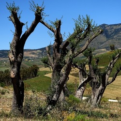 SEGESTA. Fotografie di Giulio Azzarello ©2024. SEGESTA. Fotografie di Giulio Azzarello ©2024.