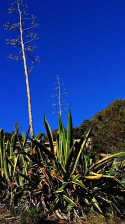 CAPO RAMA riserva naturale Terrasini. Fotografie di Giulio Azzarello &copy;2020.