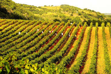 VENDEMMIA di AUTUNNO a S.Cristina Gela in Sicilia. Fotografie di Giulio Azzarello &copy;2016.