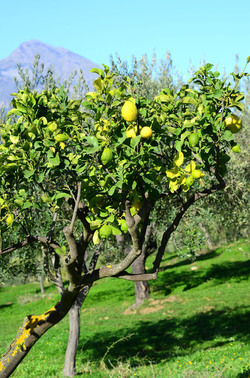 ULIVETO in autunno. Fotografie di Giulio Azzarello ©2014. ULIVETO in autunno. Fotografie di Giulio Azzarello ©2014.