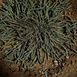 ORTO BOTANICO. Fotografie di Giulio Azzarello &copy;2024.