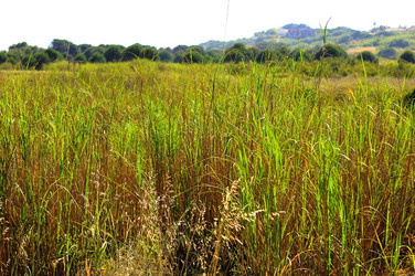 CANNETI in SICILIA. Fotografie di Giulio Azzarello &copy;2016.