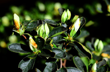 ORTO BOTANICO di Palermo in inverno. Fotografie di Giulio Azzarello &copy;2016.