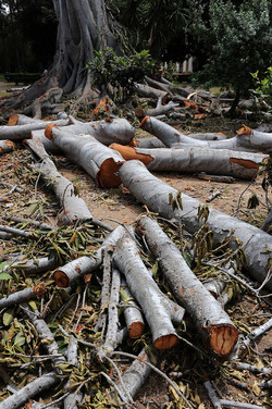 ALBERO SECOLARE nella sua potatura. Fotografie di Giulio Azzarello &copy;2014.