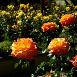 ROSETO. Fotografie di Giulio Azzarello &copy;2022.
