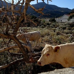 BESTIE. Fotografie di Giulio Azzarello ©2022. BESTIE. Fotografie di Giulio Azzarello ©2022.