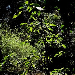 ORTO BOTANICO DI PALERMO. Fotografie di Giulio Azzarello ©2022. ORTO BOTANICO DI PALERMO. Fotografie di Giulio Azzarello ©2022.