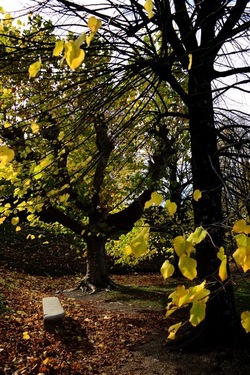FIRENZE PALAZZO PITTI e GIARDINO DI BOBOLI. Fotografie di Giulio Azzarello &copy;2022.