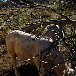 BESTIE. Fotografie di Giulio Azzarello ©2022. BESTIE. Fotografie di Giulio Azzarello ©2022.