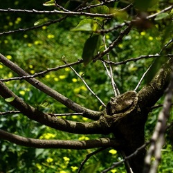 PIANTE. Fotografie di Giulio Azzarello &copy;2022.