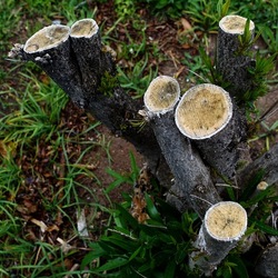 TRONCHI. Fotografie di Giulio Azzarello ©2022.