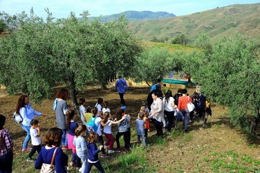 FRANTOIO GULLO ad Aliminusa in Sicilia. Fotografie di Giulio Azzarello &copy;2018.