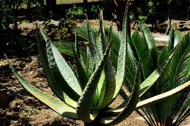 GIARDINO fotografie di Giulio Azzarello ©2019. GIARDINO fotografie di Giulio Azzarello ©2019.