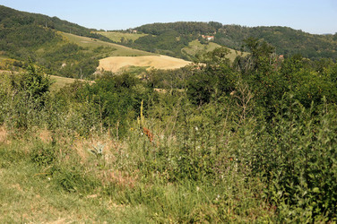 IL PARCO DELLA MEMORIA DI MONTESOLE Marzabotto . Fotografie di Giulio Azzarello &copy;2014.