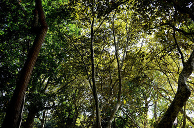 GIARDINI della BIENNALE a Venezia. Foto di Giulio Azzarello &copy;2015 2016.