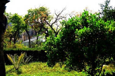 ORTO BOTANICO di Palermo nel maggio 2018. Fotografie di Giulio Azzarello &copy;2018.