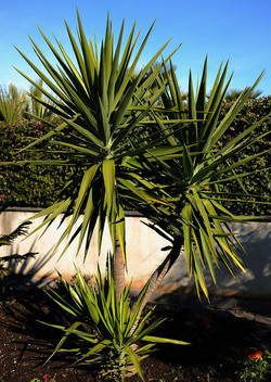 PAESAGGIO CATANESE panoramiche e particolari. Fotografie di Giulio Azzarello &copy;2014.