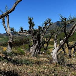 SEGESTA. Fotografie di Giulio Azzarello ©2024. SEGESTA. Fotografie di Giulio Azzarello ©2024.