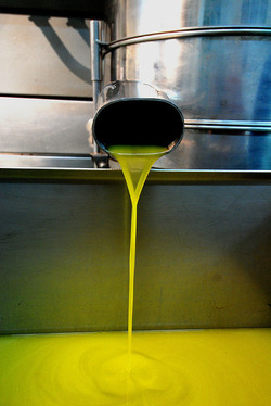 TIPICO FRANTOIO fotografie di Giulio Azzarello ©2014. TIPICO FRANTOIO fotografie di Giulio Azzarello ©2014.