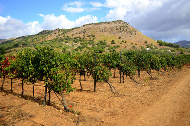 VENDEMMIA di AUTUNNO a S.Cristina Gela in Sicilia. Fotografie di Giulio Azzarello &copy;2016.