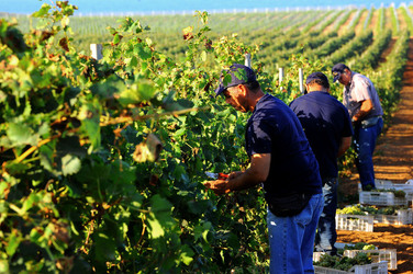 VENDEMMIA a Mazzara del Vallo in Sicilia con i contadini. Fotografie di Giulio Azzarello ©2016. VENDEMMIA a Mazzara del Vallo in Sicilia con i contadini. Fotografie di Giulio Azzarello ©2016.