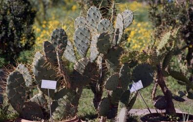 ORTO BOTANICO di Palermo. Fotografie di Giulio Azzarello ©2021.