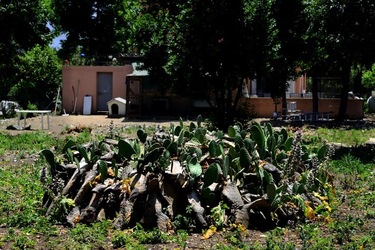 GIARDINO fotografie di Giulio Azzarello ©2019. GIARDINO fotografie di Giulio Azzarello ©2019.