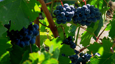 VIGNETO tipico siciliano a Salemi panoramiche e particolari. Fotografie di Giulio Azzarello &copy;2014.