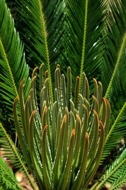 GIARDINO fotografie di Giulio Azzarello ©2019. GIARDINO fotografie di Giulio Azzarello ©2019.