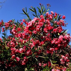 CAMPEGGIO fotografie di Giulio Azzarello ©2019. CAMPEGGIO fotografie di Giulio Azzarello ©2019.