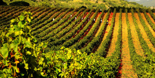 VENDEMMIA di AUTUNNO a S.Cristina Gela in Sicilia. Fotografie di Giulio Azzarello &copy;2016.