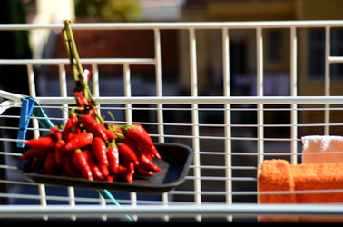 PEPERONCINO fotografie di Giulio Azzarello ©2014. PEPERONCINO fotografie di Giulio Azzarello ©2014.